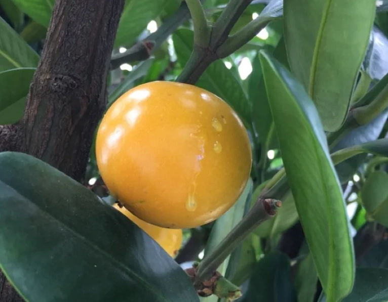 福木果實誤食處理 福木果實誤食處理