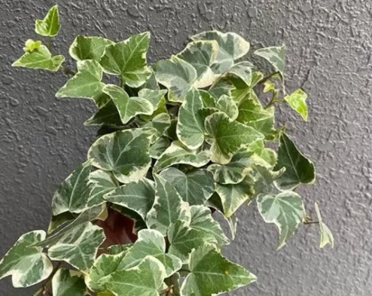 常春藤葉子問題