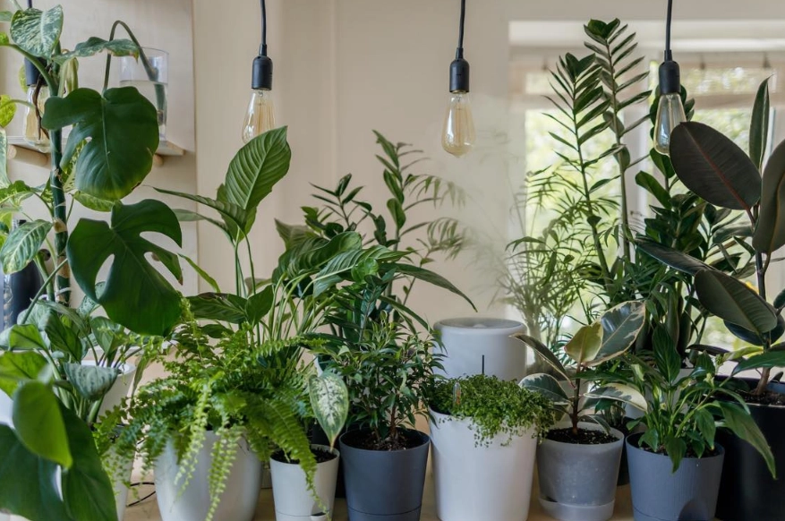 如何選擇花盆 如何選擇花盆