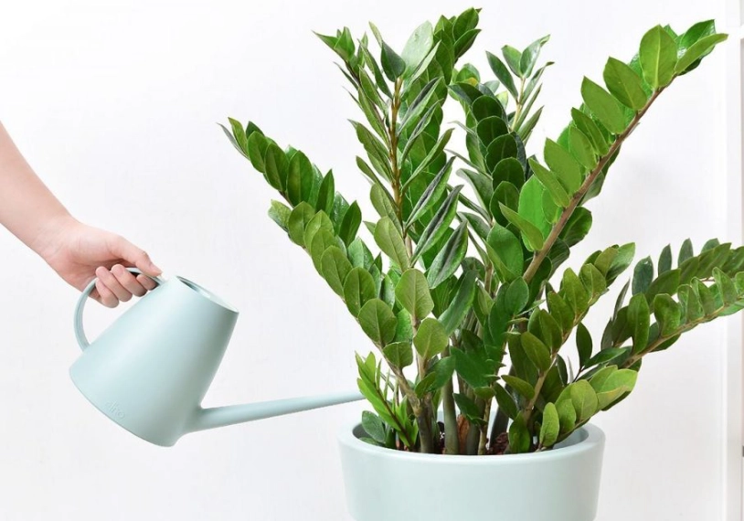 金錢樹照顧方法 金錢樹照顧方法