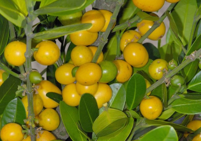 福木果实健康价值