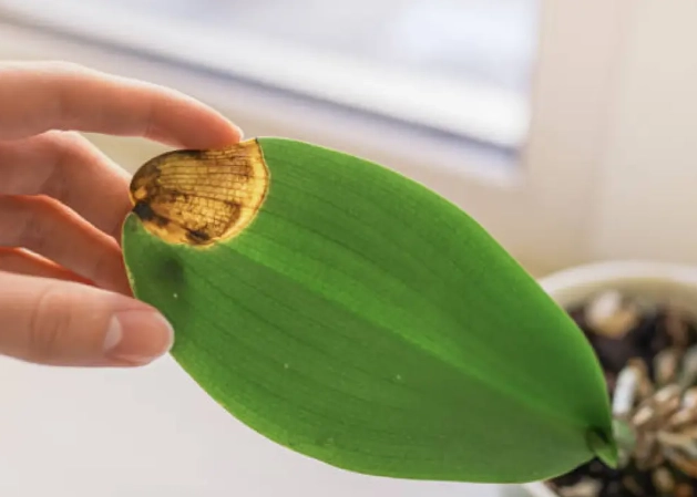 蘭花葉子黃化 蘭花葉子黃化