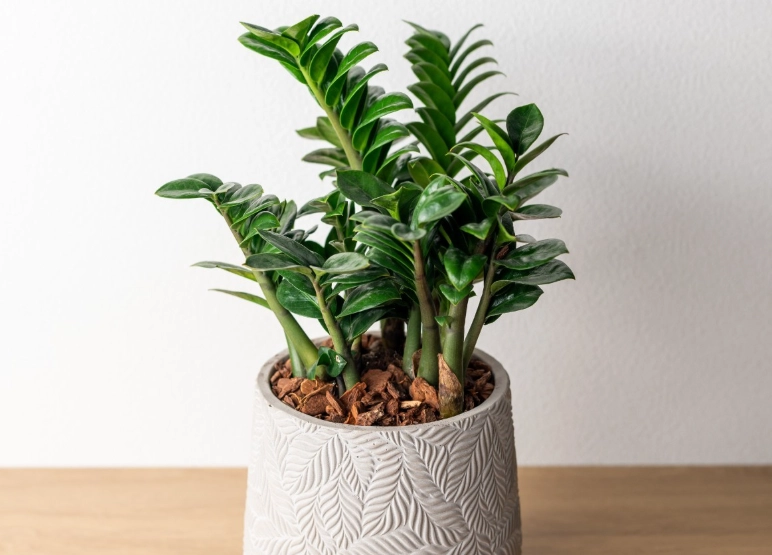 金錢樹澆水頻率 金錢樹澆水頻率