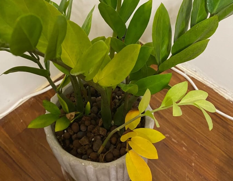 金錢樹修剪方法