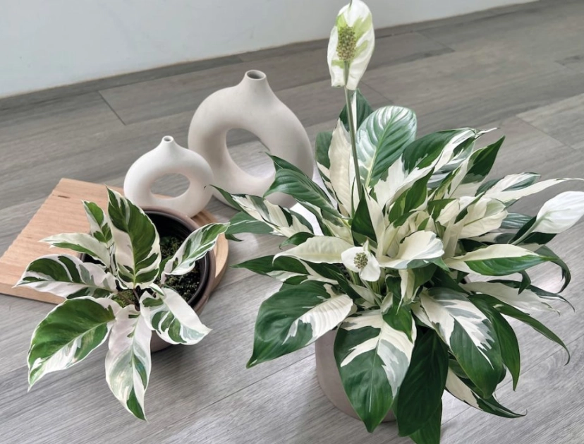 耐陰植物推薦 耐陰植物推薦