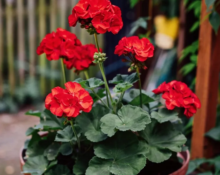 天竺葵盆栽養護 天竺葵盆栽養護