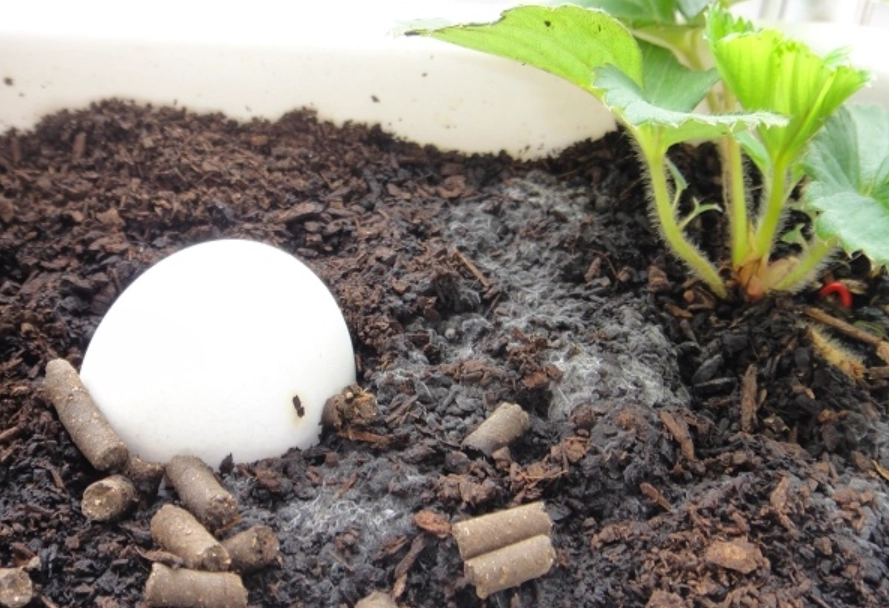 有益真菌 有益真菌