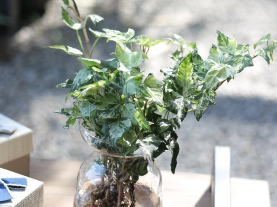 常春藤水耕方法 常春藤水耕方法