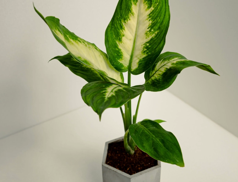 黛粉葉養護方法 黛粉葉養護方法