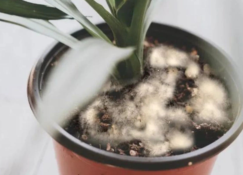 酒精防治發霉 酒精防治發霉