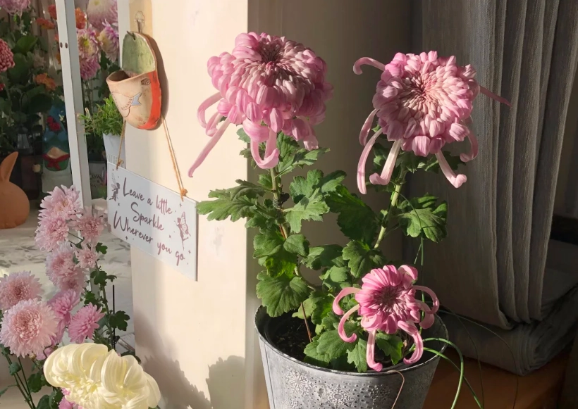 菊花盆栽病虫害防治