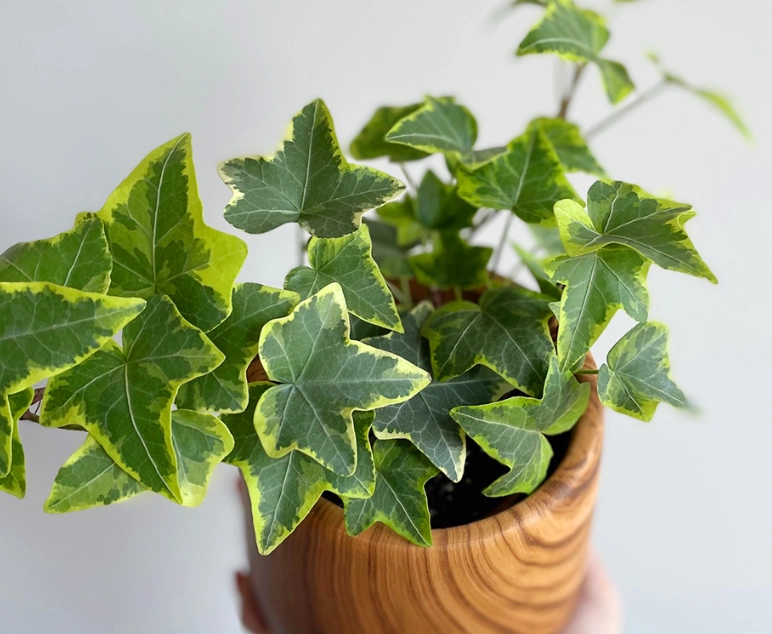 常春藤陽台設計