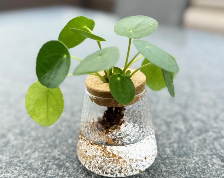 室內水培植物 室內水培植物