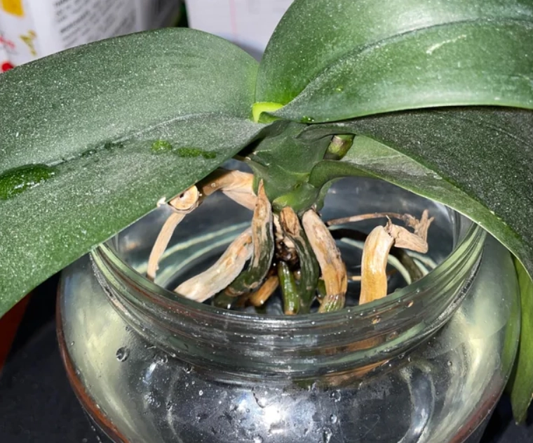 水培蝴蝶蘭施肥 水培蝴蝶蘭施肥