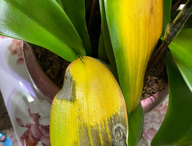 蘭花黃葉 蘭花黃葉