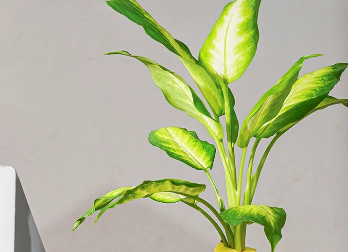 萬年青中毒處理 萬年青中毒處理