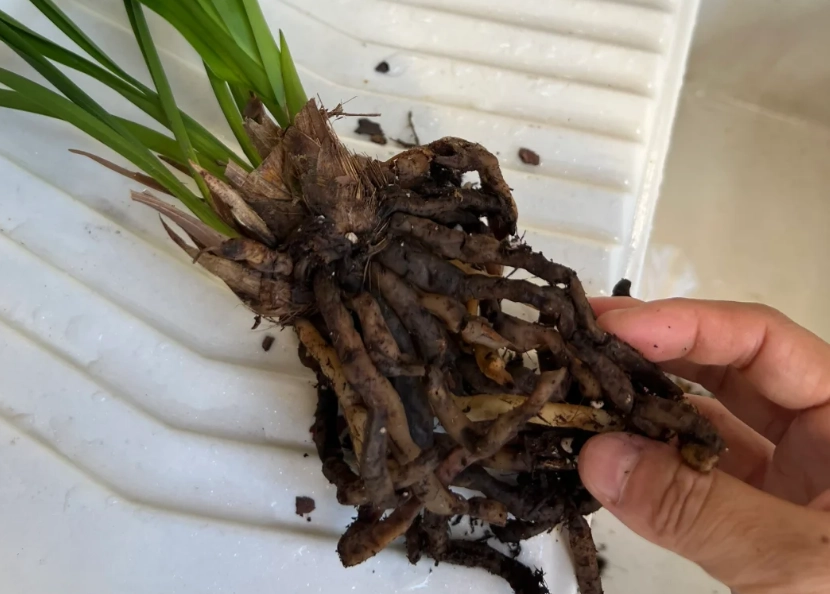 蘭花爛根處理 蘭花爛根處理