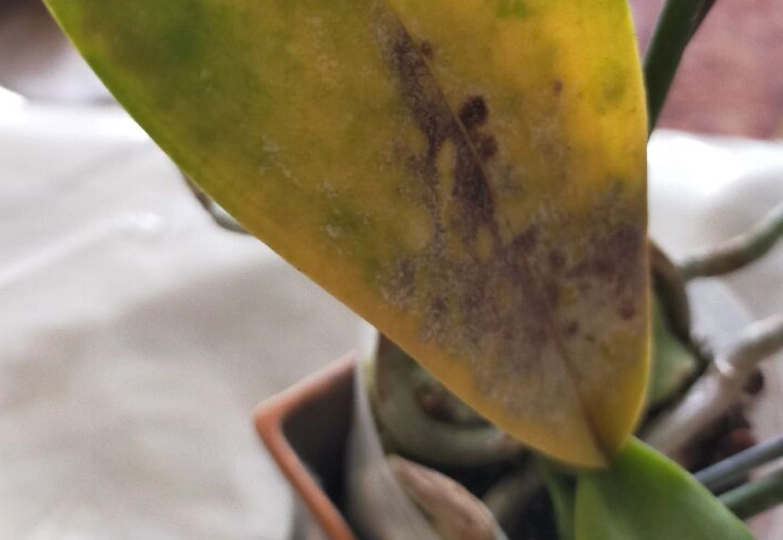 蘭花養護技巧 蘭花養護技巧