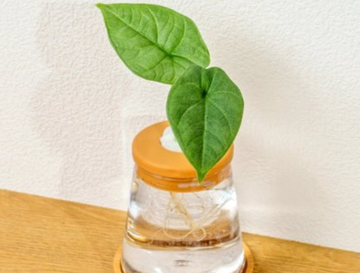 室內水培植物 室內水培植物