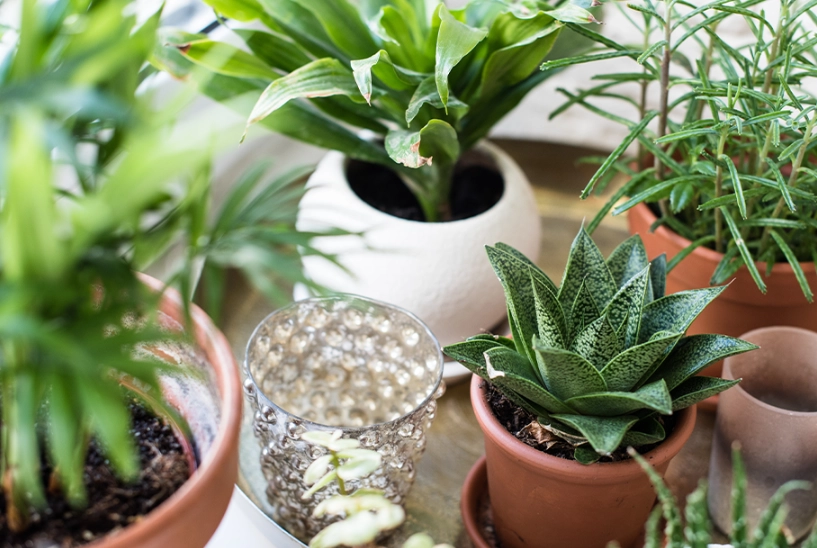 耐阴室内植物推荐 耐阴室内植物推荐