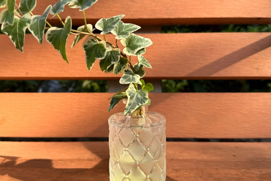 水耕常春藤方法