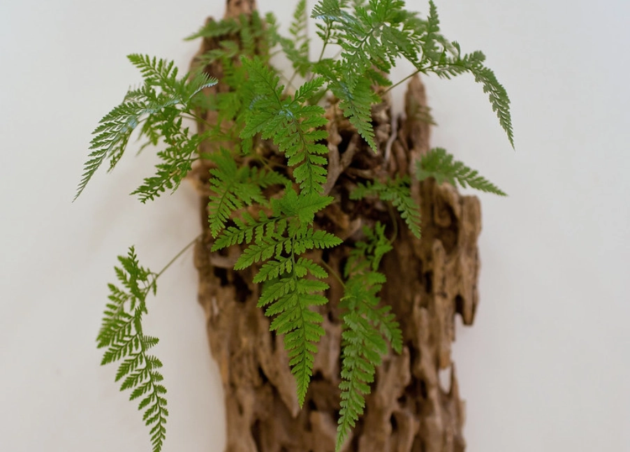 兔腳蕨養護 兔腳蕨養護