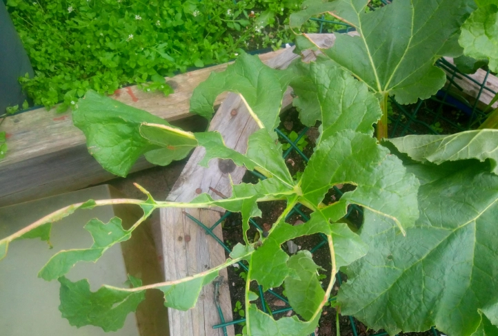 有毒葉子識別 有毒葉子識別