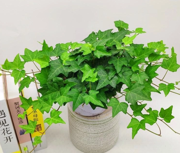 常春藤種植方法