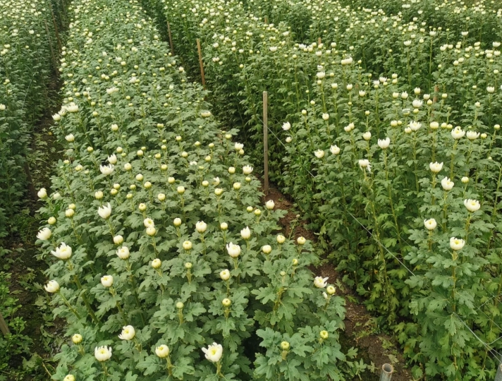 台灣菊花種植 台灣菊花種植
