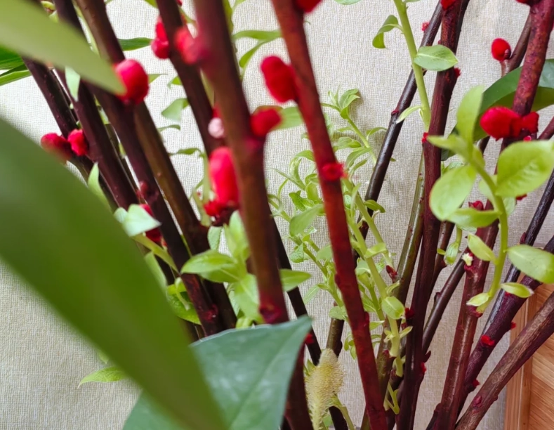 銀柳葉片護理 銀柳葉片護理