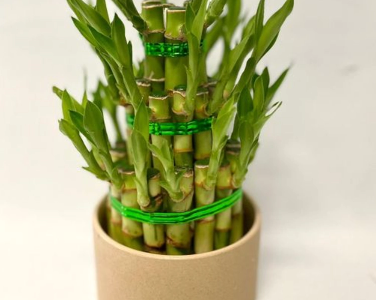 富貴竹毒性 富貴竹毒性