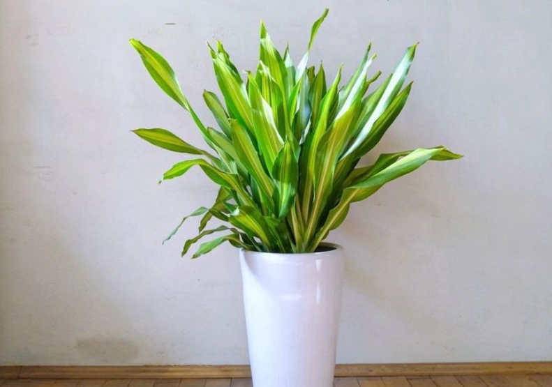 室内植物照顾 室内植物照顾