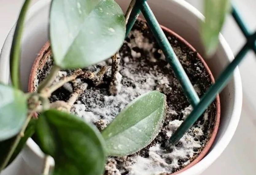 盆栽發霉處理 盆栽發霉處理