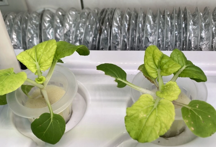水耕蔬菜缺點 水耕蔬菜缺點