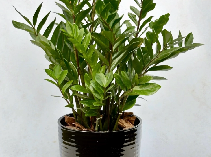 金錢樹修剪注意事項