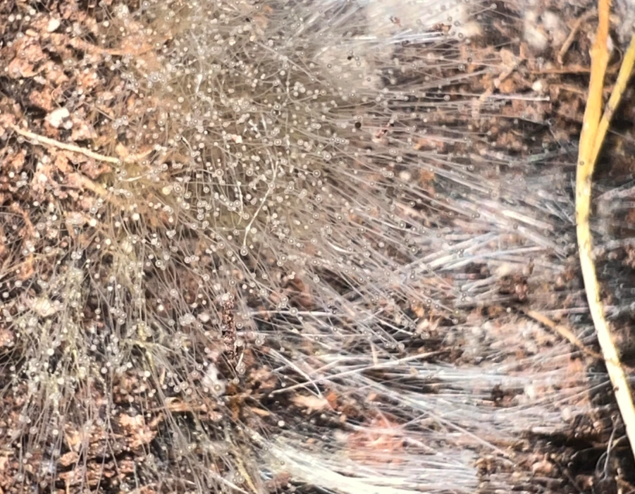 有益真菌 有益真菌