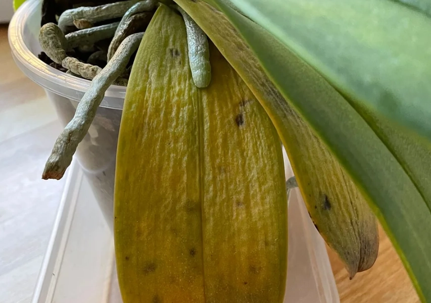 蘭花黃葉 蘭花黃葉