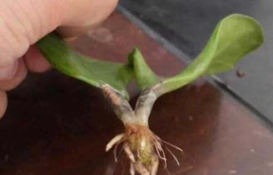 金錢樹葉插繁殖 金錢樹葉插繁殖