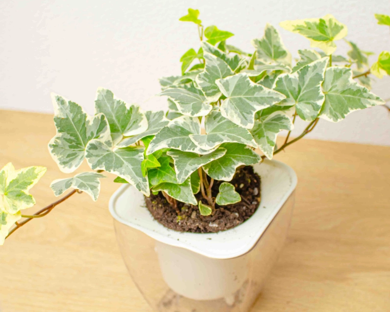 常春藤照顧方法