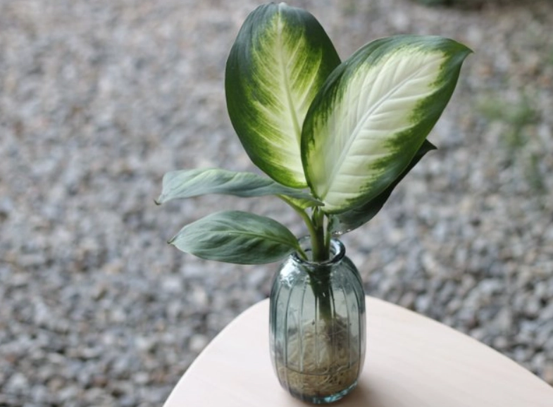 水耕系統 水耕系統