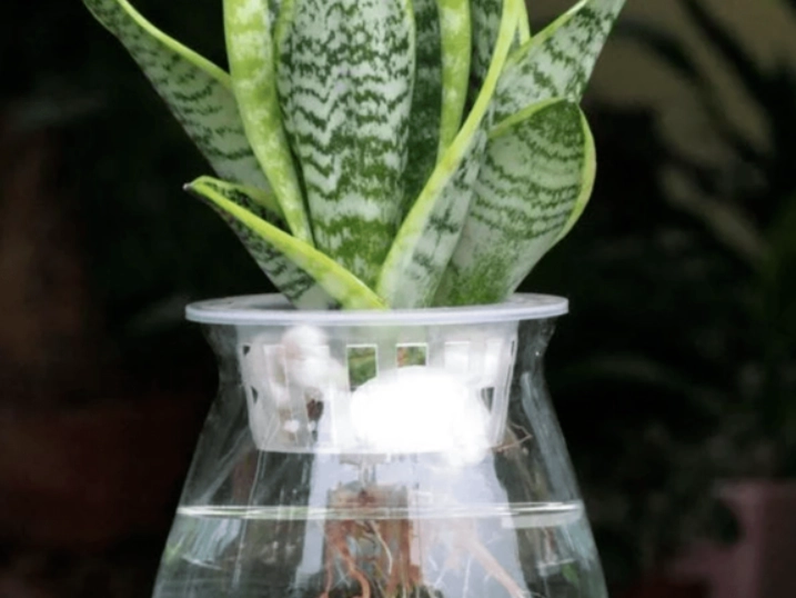 水生植物 水生植物