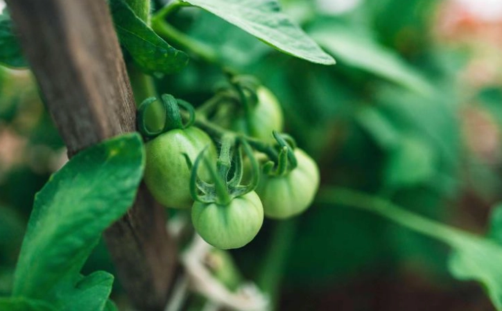 番茄生长高度测量 番茄生长高度测量
