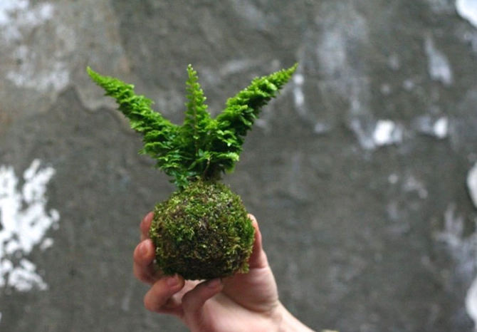 苔球發霉原因 苔球發霉原因