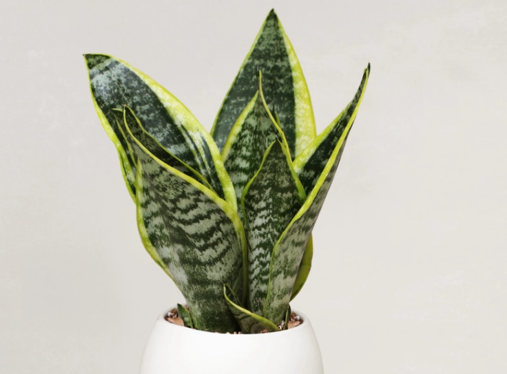 開店盆栽推薦 開店盆栽推薦