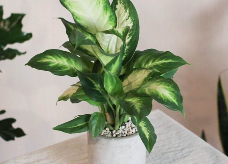 黛粉葉養護方法 黛粉葉養護方法