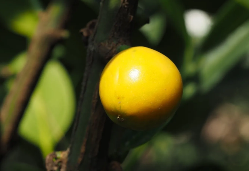 福木果實毒性 福木果實毒性