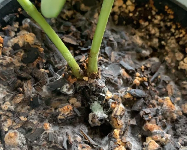 盆栽養護技巧 盆栽養護技巧