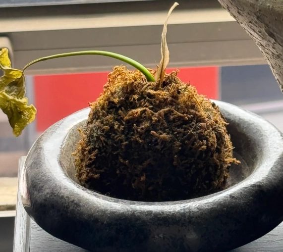 苔球照顧 苔球照顧