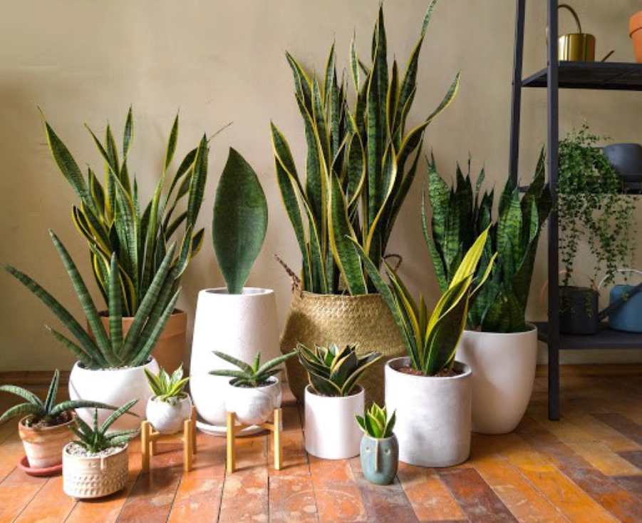 如何選擇花盆 如何選擇花盆