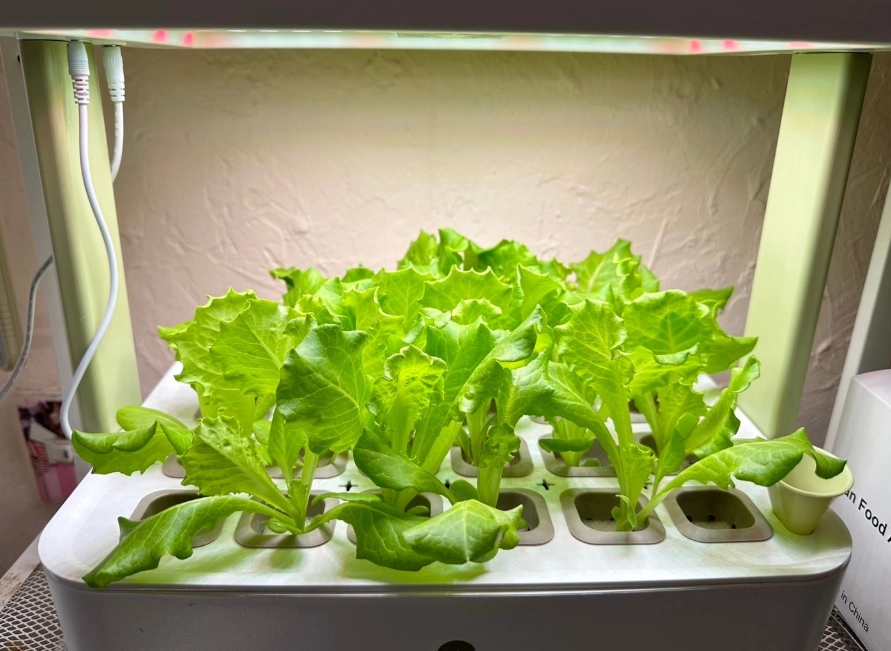 水耕蔬菜優點 水耕蔬菜優點